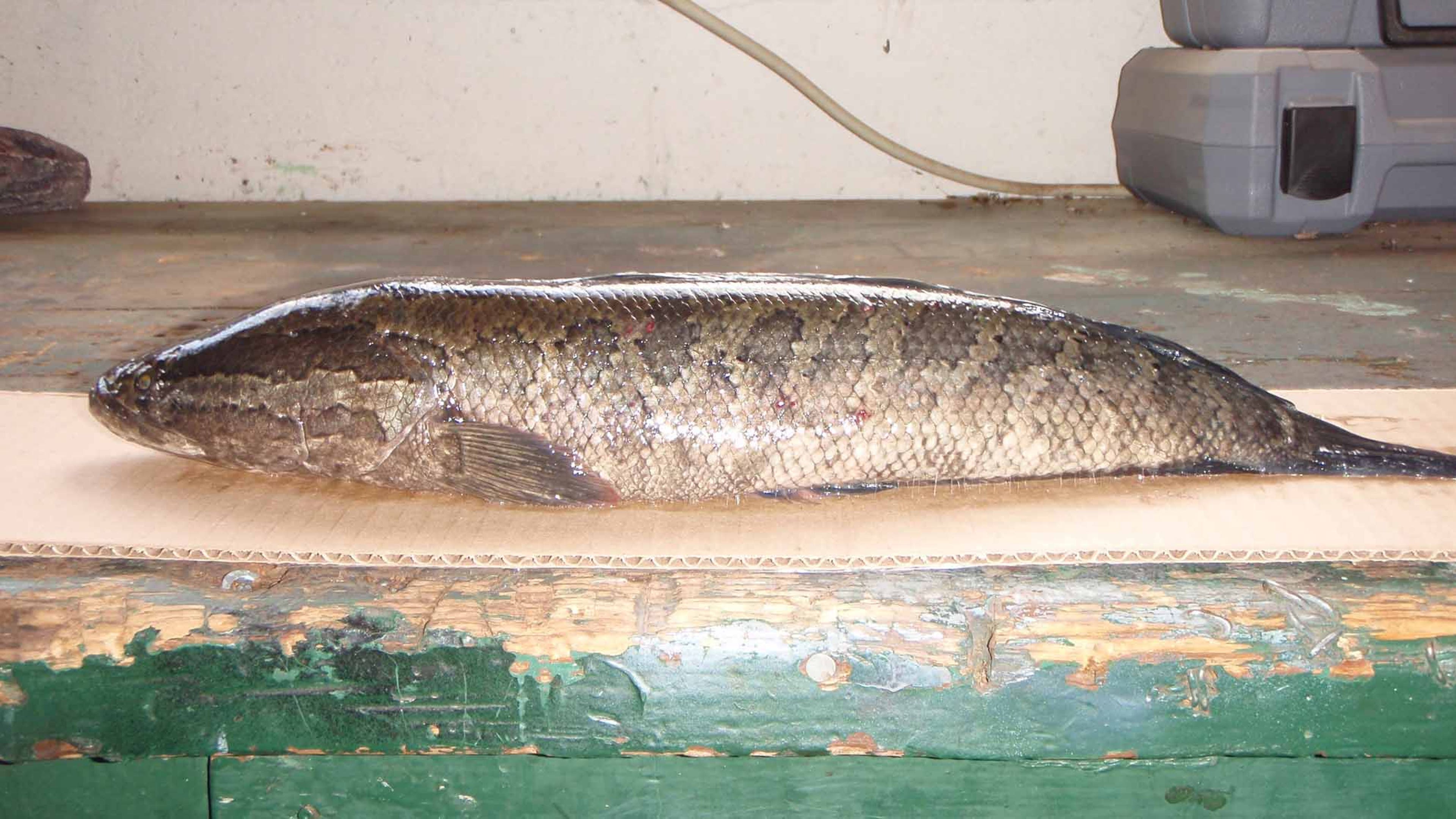 SnakeheadFish.jpg