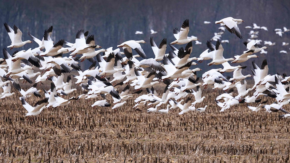 Pet Dog Dies Of Avian Flu In Canada In First Case Of Its Kind