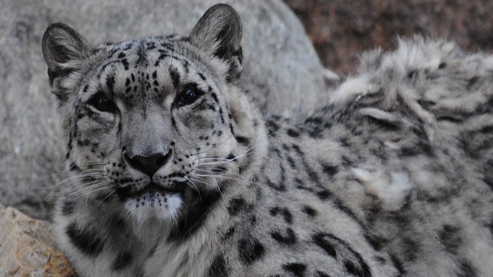 COVID-19 May Have Killed Rare Snow Leopard
