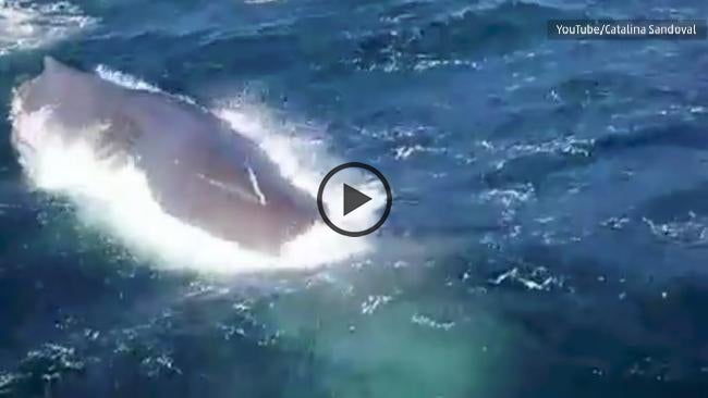 Fishermen's Close Encounter