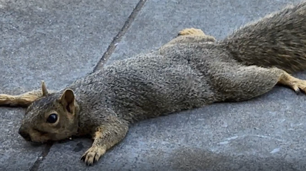 SplootingSquirels9.10.png