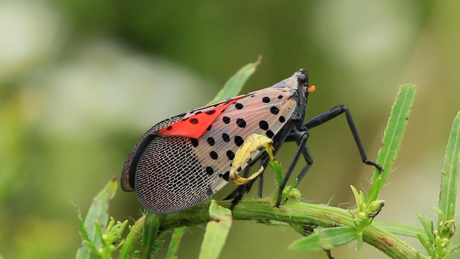 Don&rsquo;t Let The Spotted Lanternfly Ruin Your Summer
