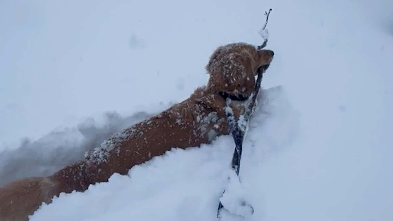 Stick Is Life! Watch This Dog Plow Through 20 Inches Of Snow