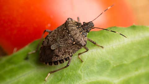 NASA Rover Catches Mars Solar Eclipse - Videos from The Weather Channel