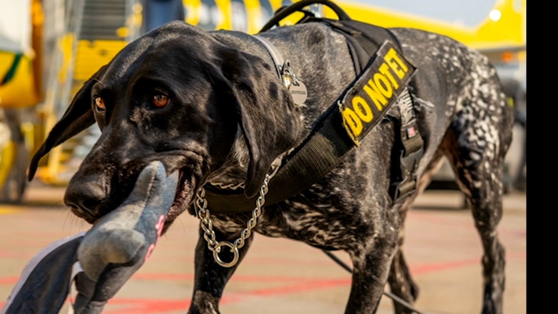 Check Out The New TSA Canine Calendar Models