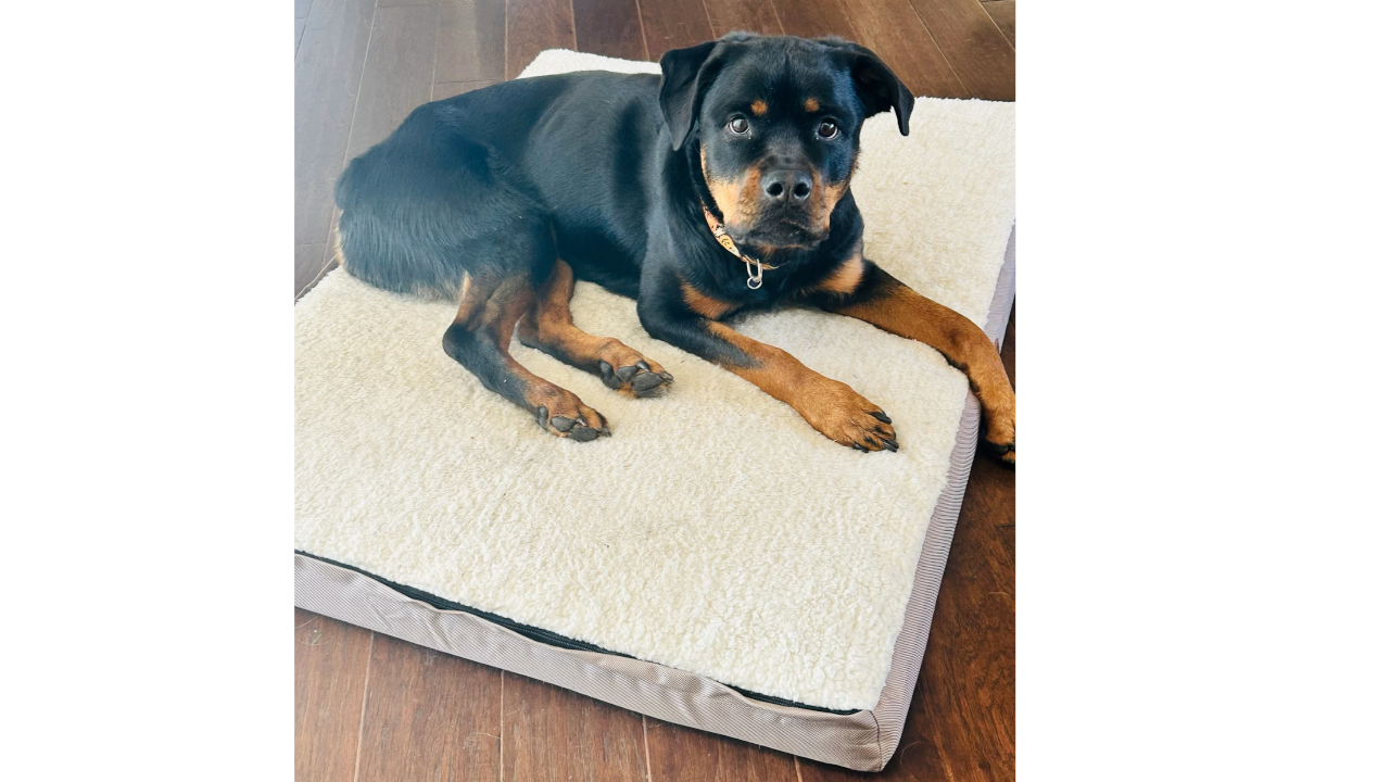 Tail Stories Orthopedic Dog Bed Tested by Stephanie Quick
