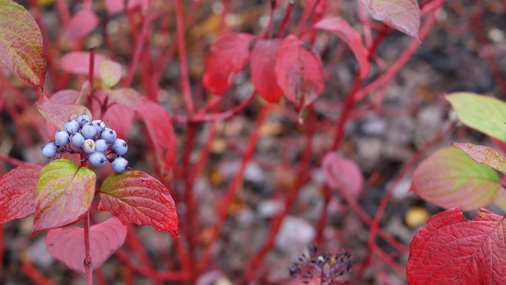 Yard Flooding A Problem? These Water-Loving Plants Can Help