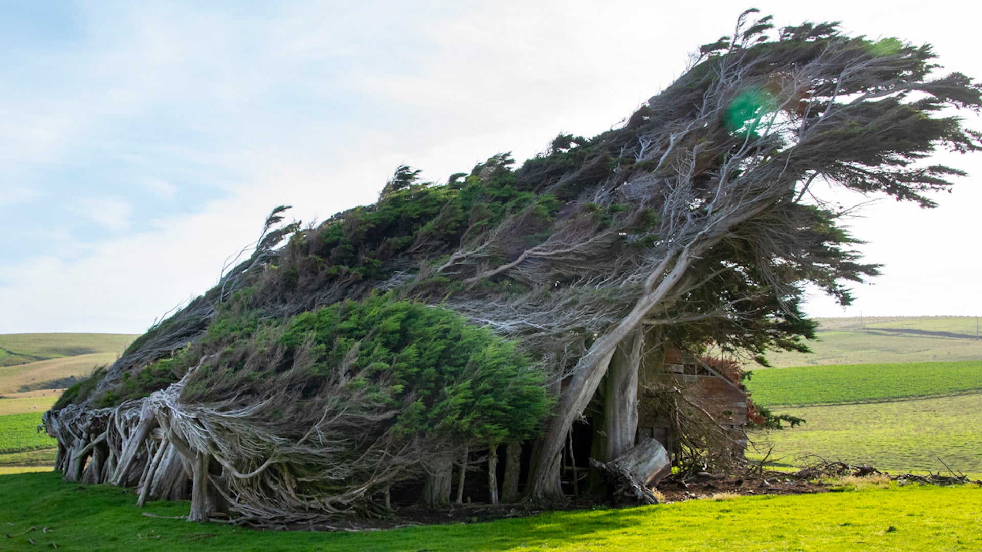 See How Trees In This Place Adapted To Nonstop, Heavy Winds