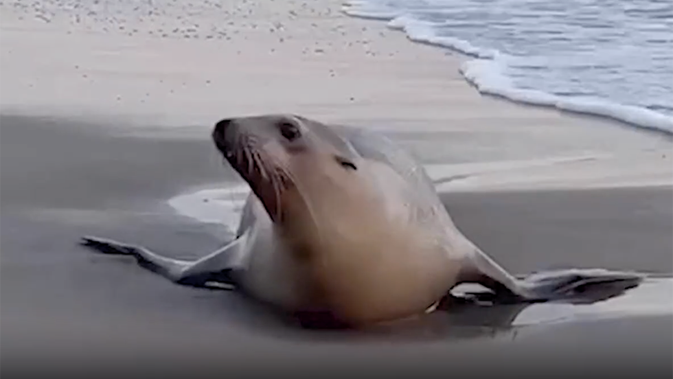 Toxic Algae Killing Hundreds Of Sea Lions And Dolphins In California