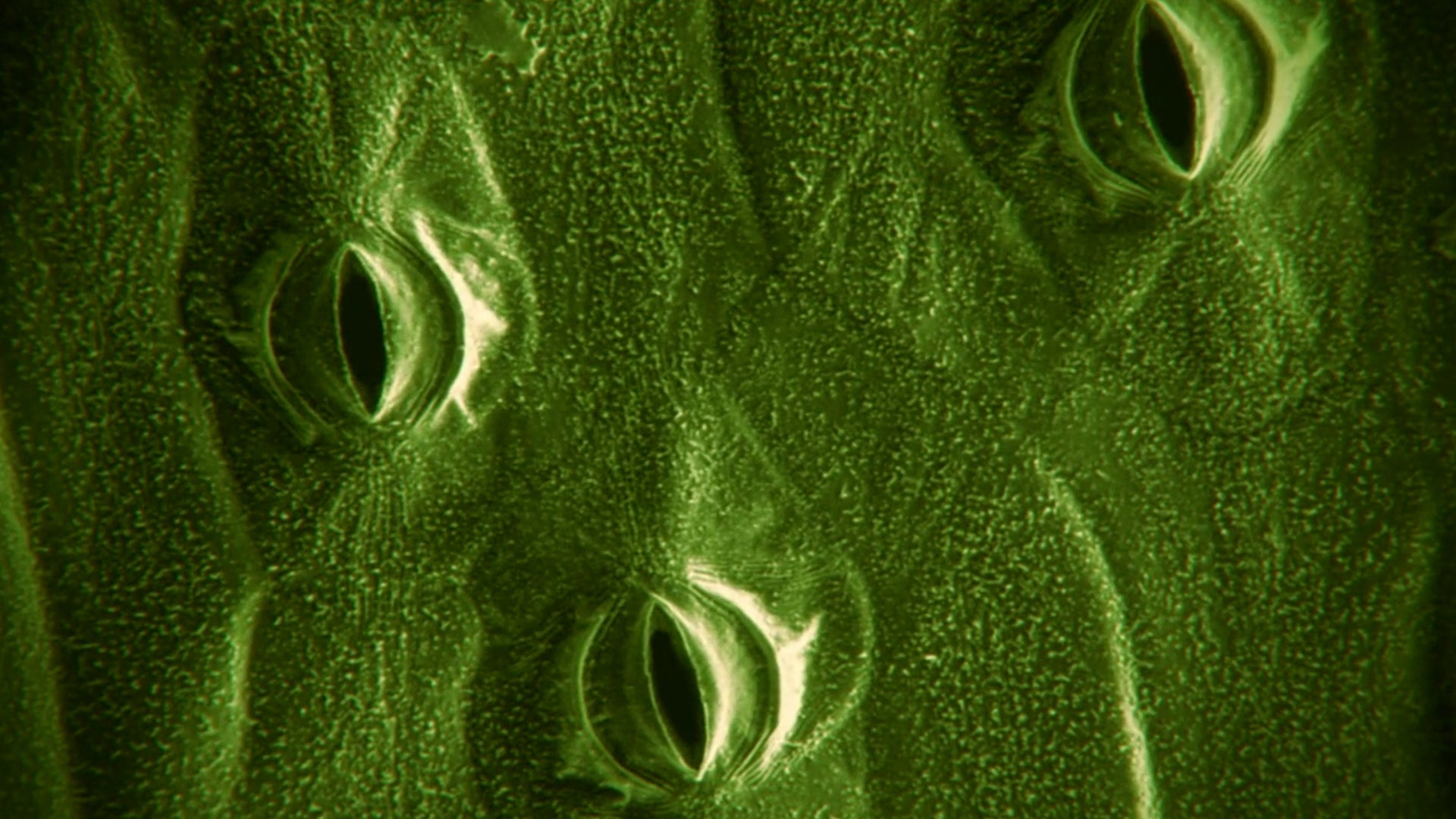 Study: Wildfire Smoke Makes Trees &lsquo;Hold Their Breath&rsquo;