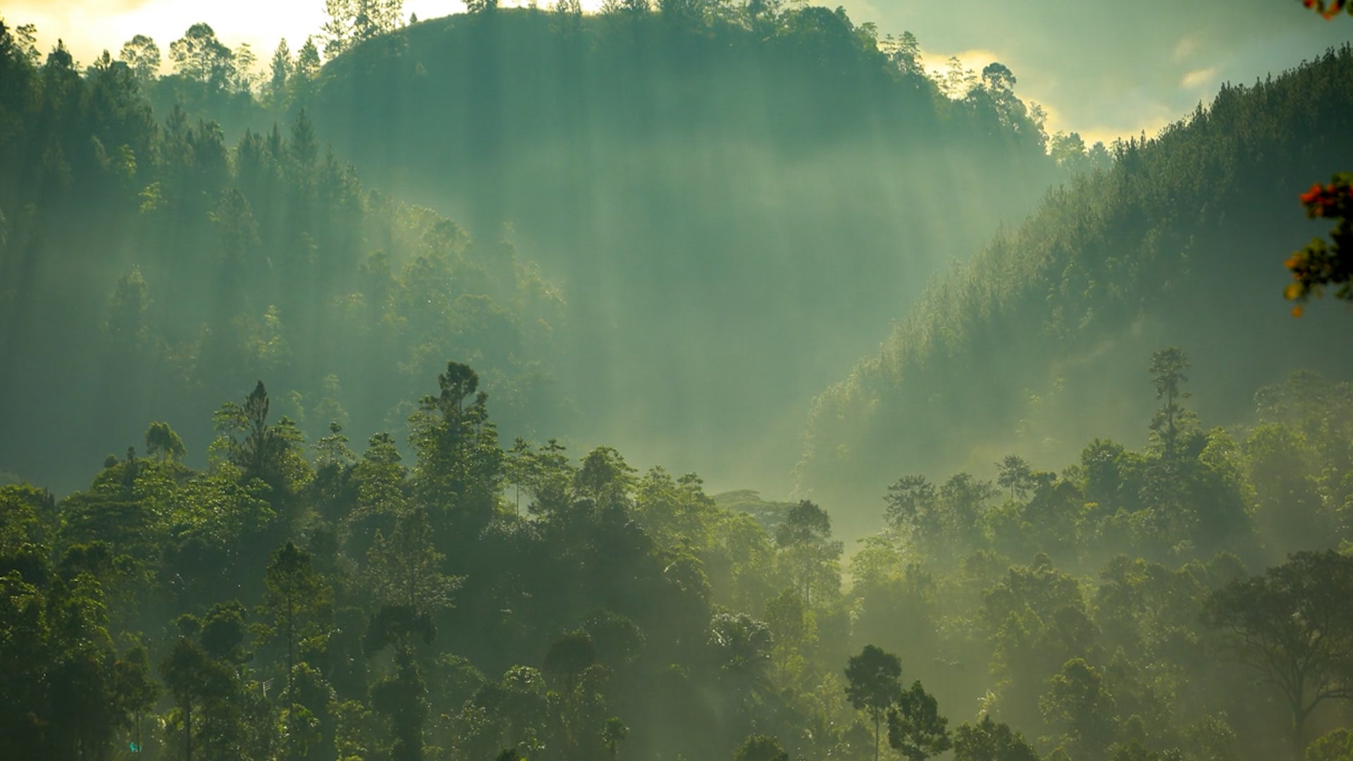 How Planting Trees In The Tropics Could Help Cool The Planet