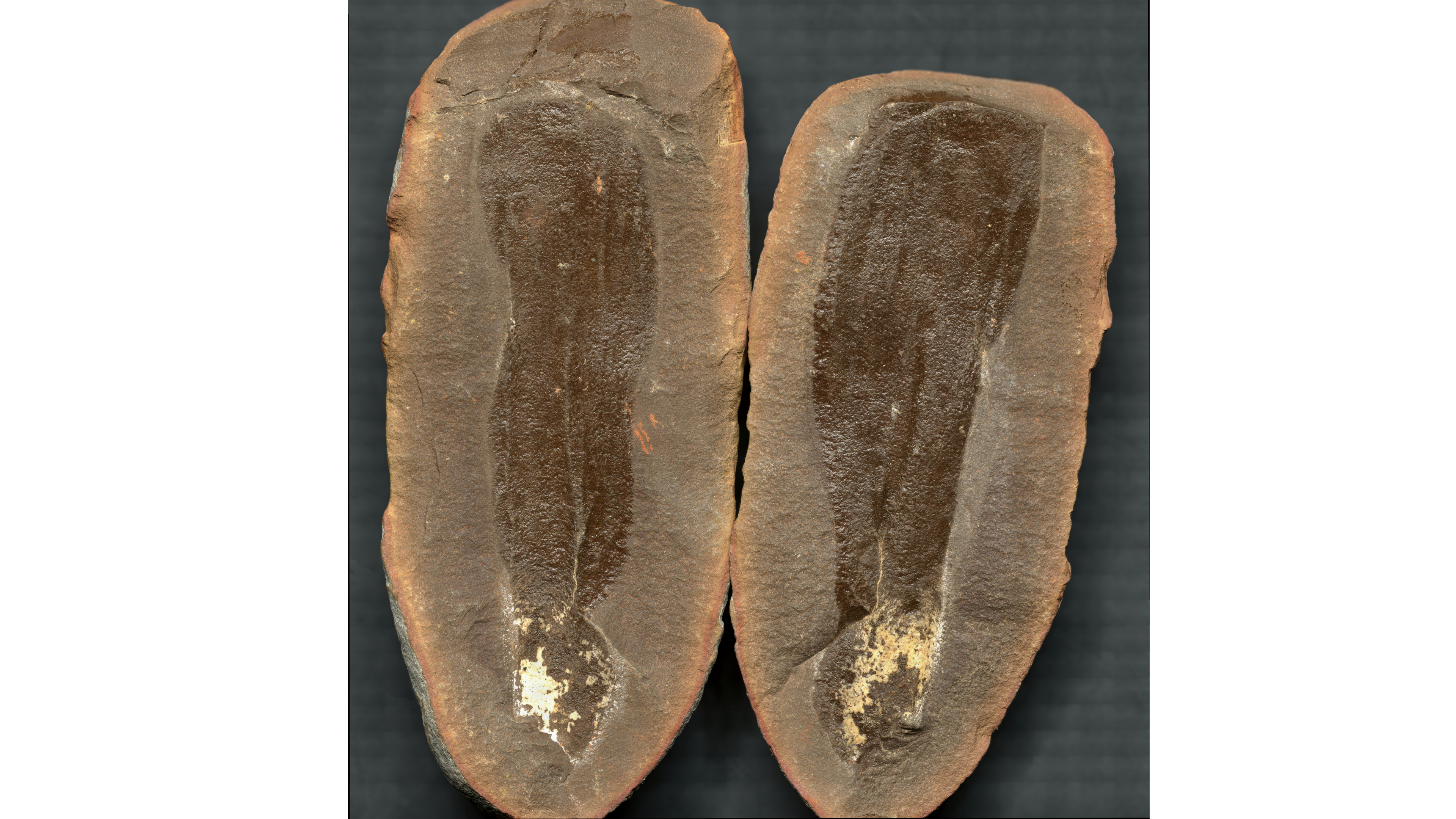 Among the most famous fossils at Mazon Creek is the Tully monster — a creature so strange that scientists still argue over whether it was a vertebrate or not.