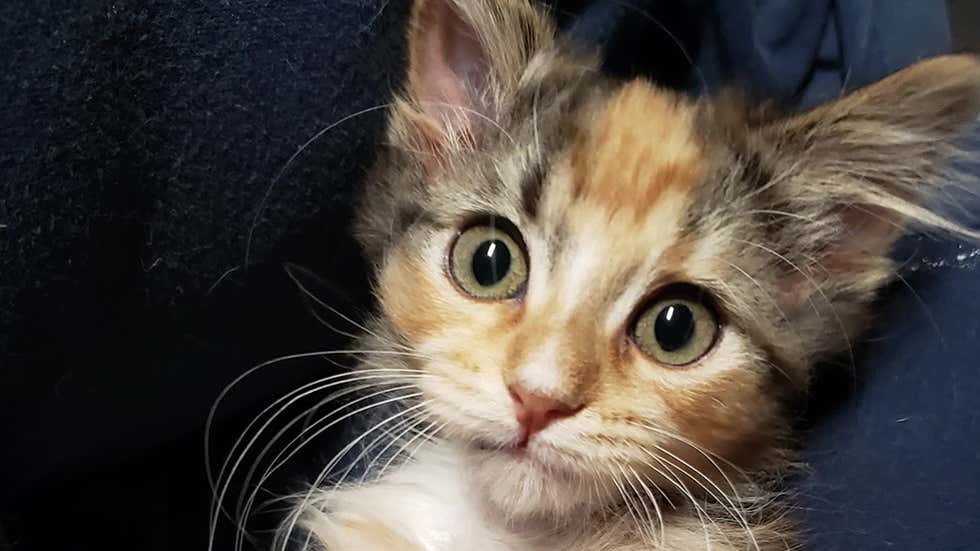 Kitten Inco Rare ‘Unicorn’ Kitten Found In CO Shed - Videos from The Weather Channel