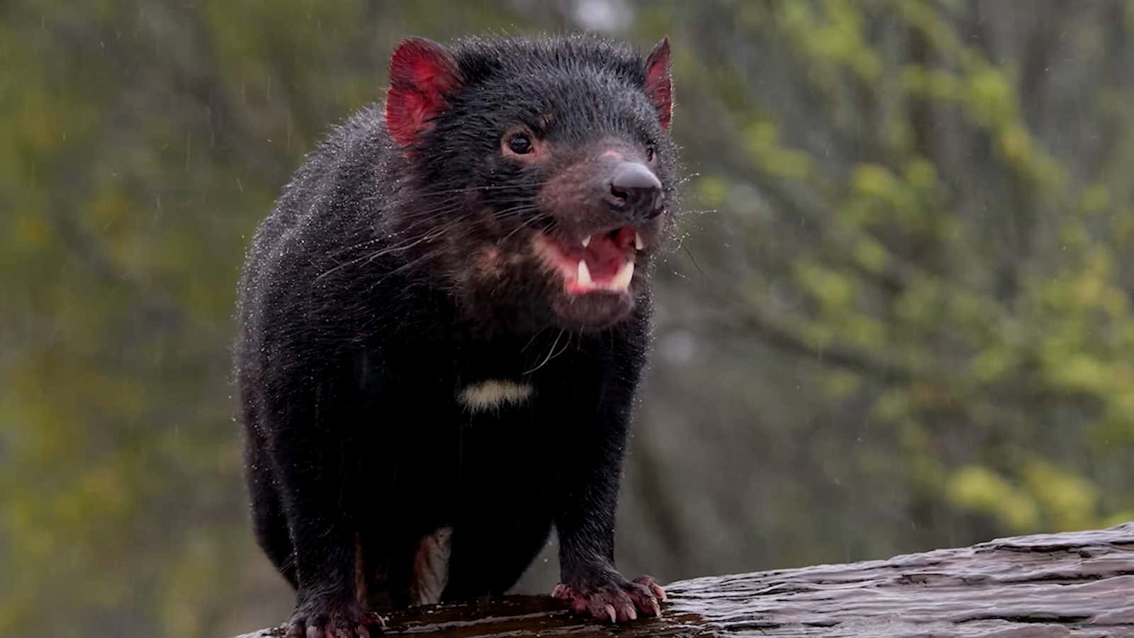 Tasmanian Devils Released After Surviving Australian Storms