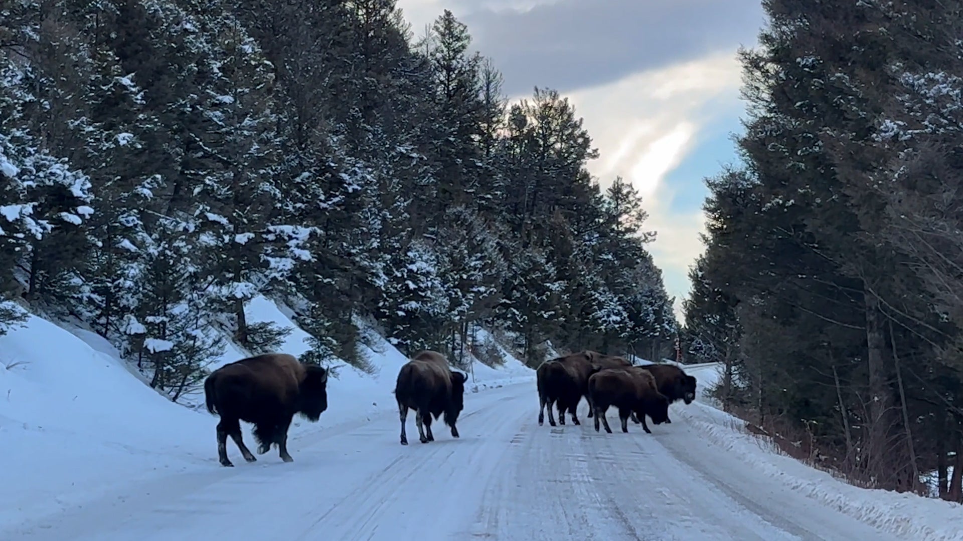 &lsquo;The Best Day&rsquo;: Driver Gets Stuck Behind Yellowstone Bison