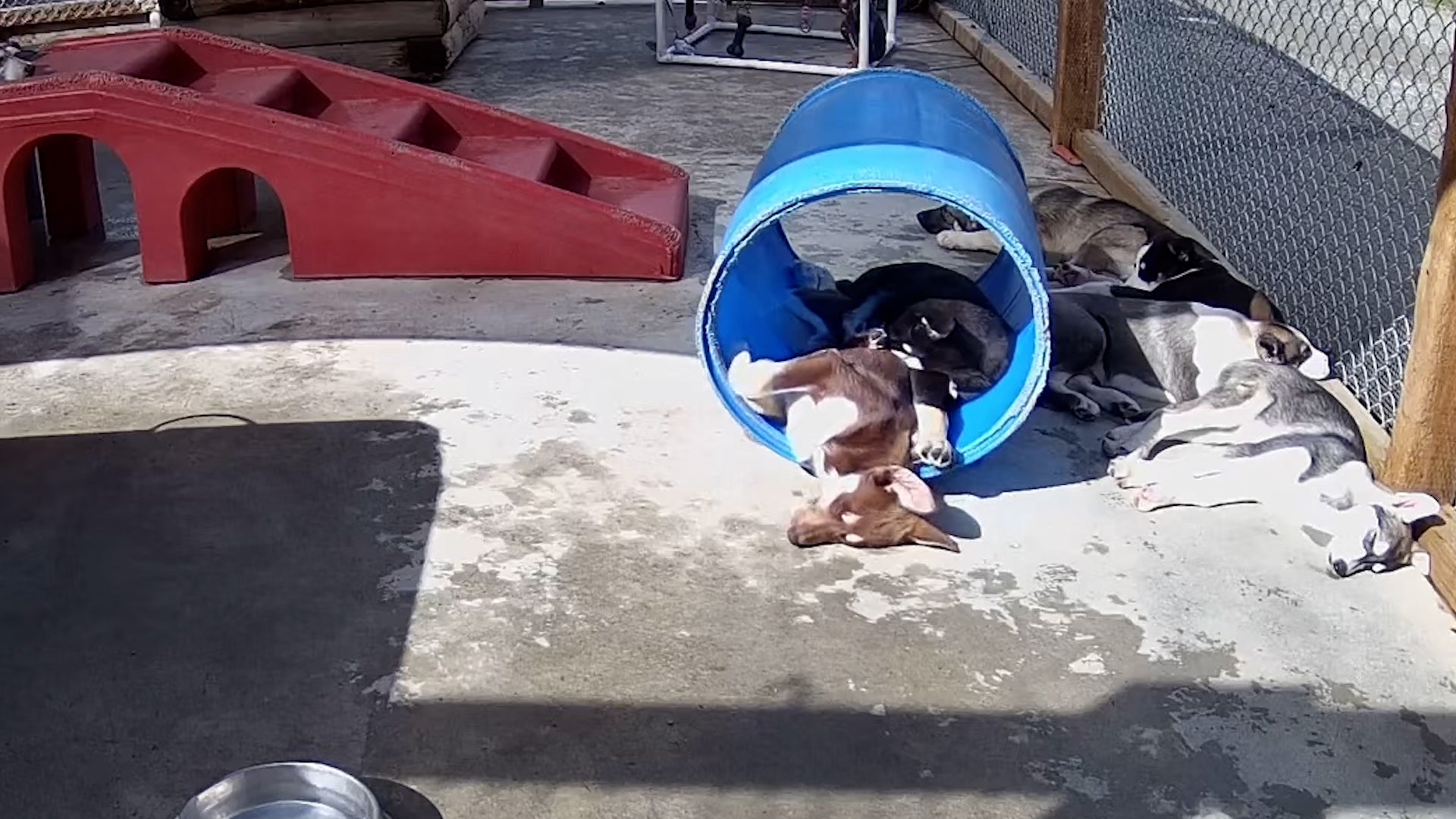 Meet These Adorable Weather Pups