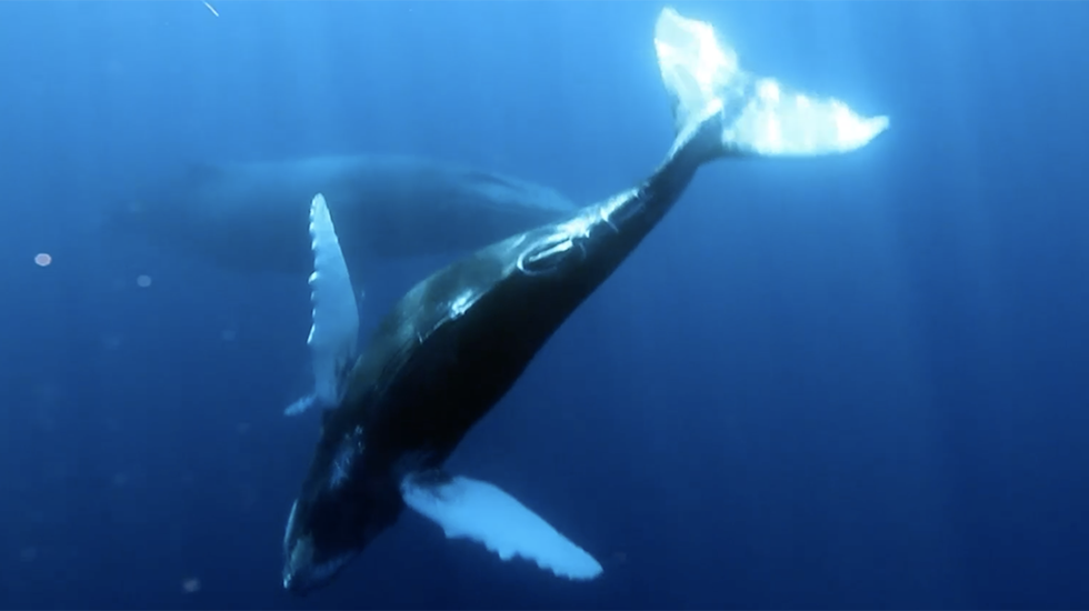 Whale Song Goes Viral Underwater Videos from The Weather Channel