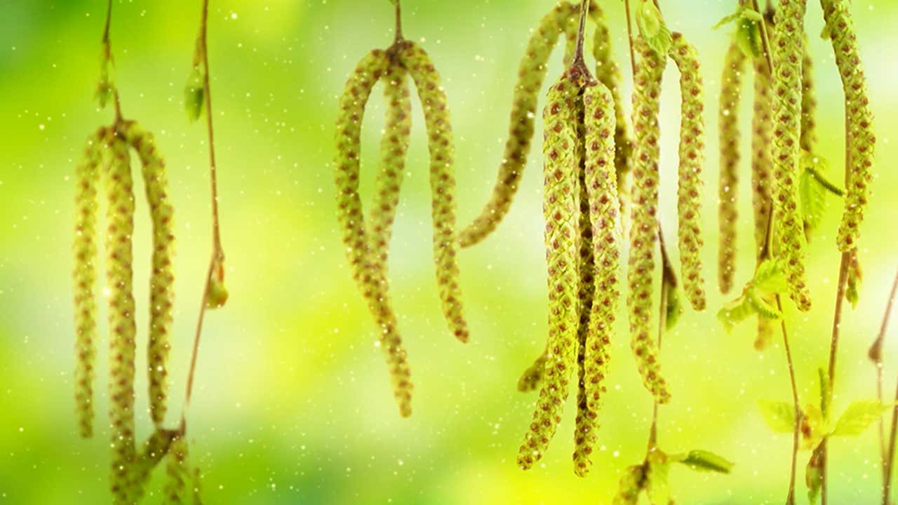 In Pollen Pollen Season 2026: Complete Guide To Timing, Counts And Allergy Relief ...