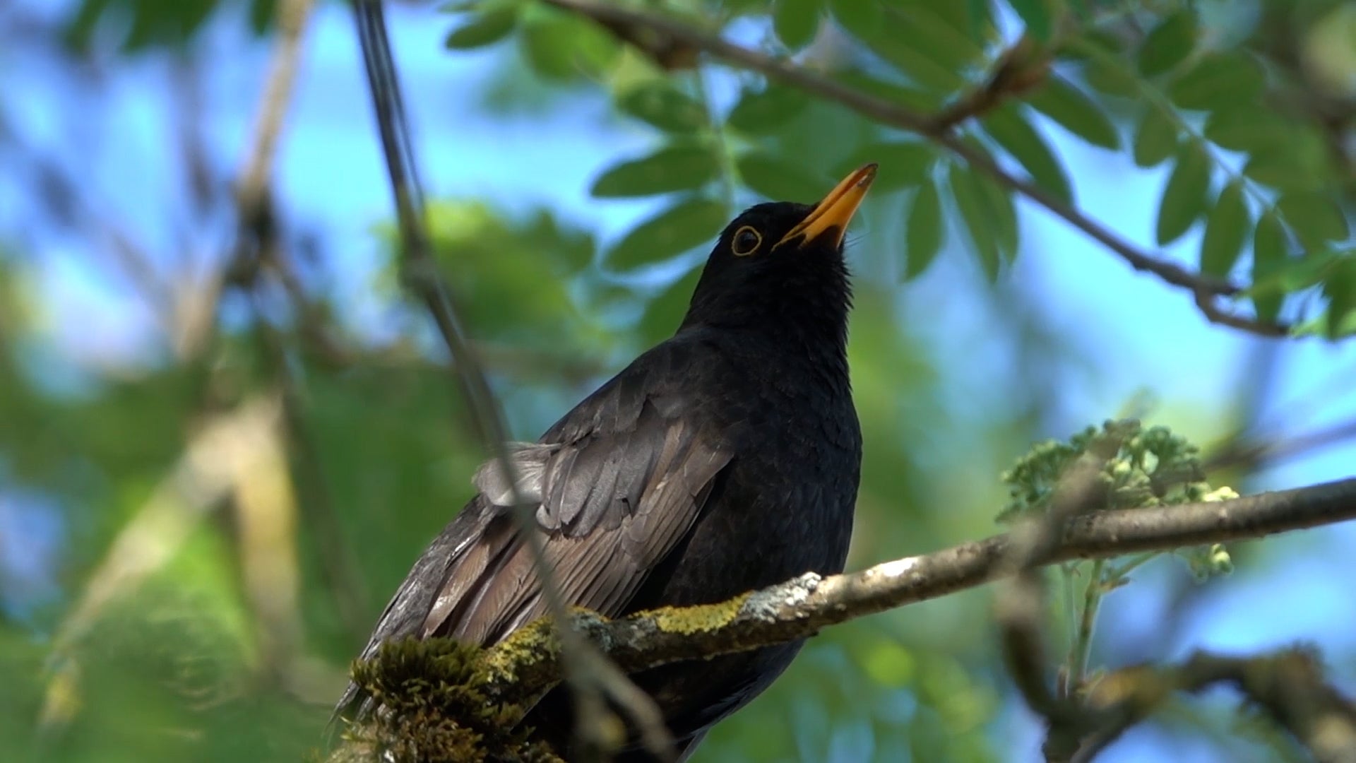 Surprising Research Debunks Migration Weather Myth