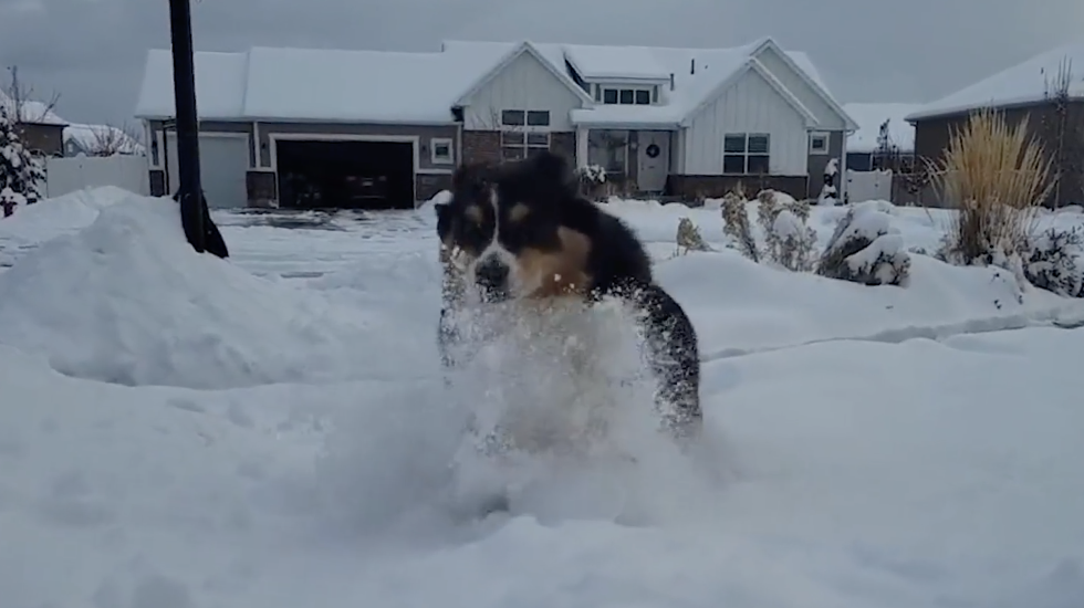 Wild Video Of The Week: Pups At Play
