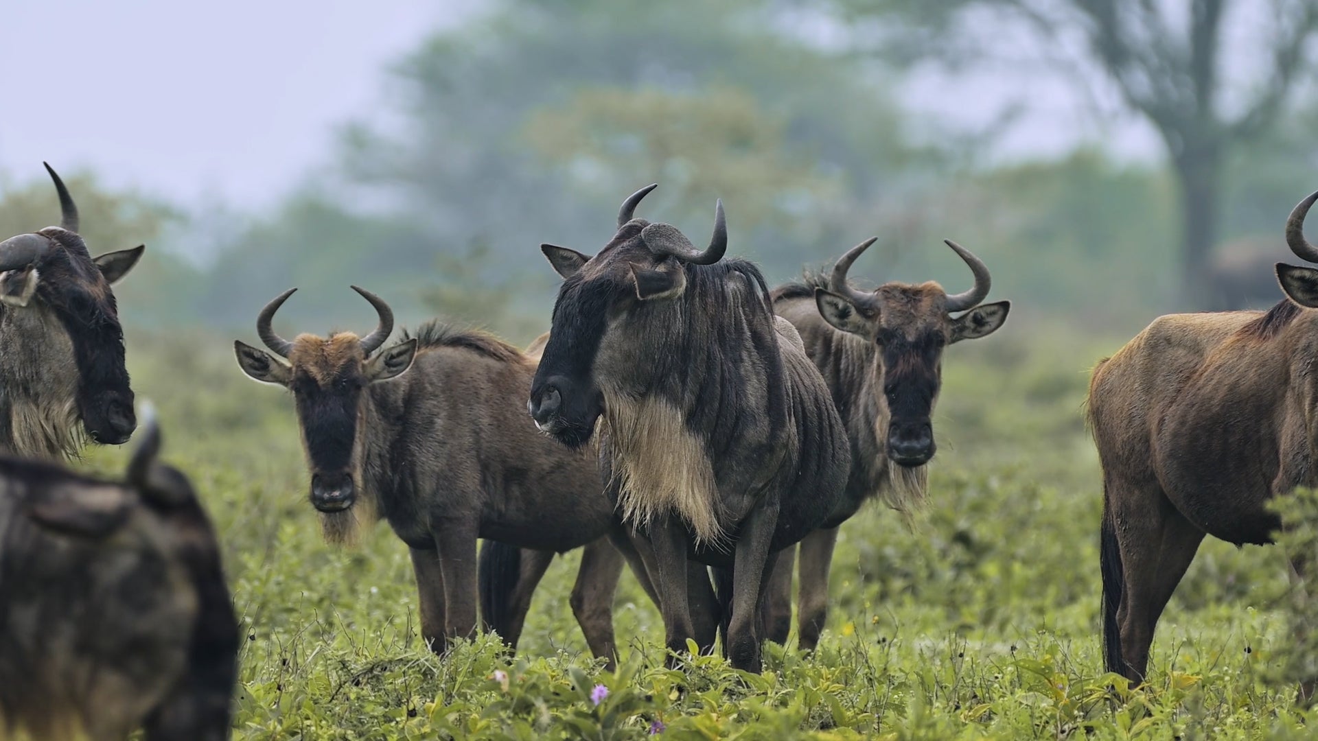 Migration Mystery: Did Thousands Of Wildebeests Disappear?
