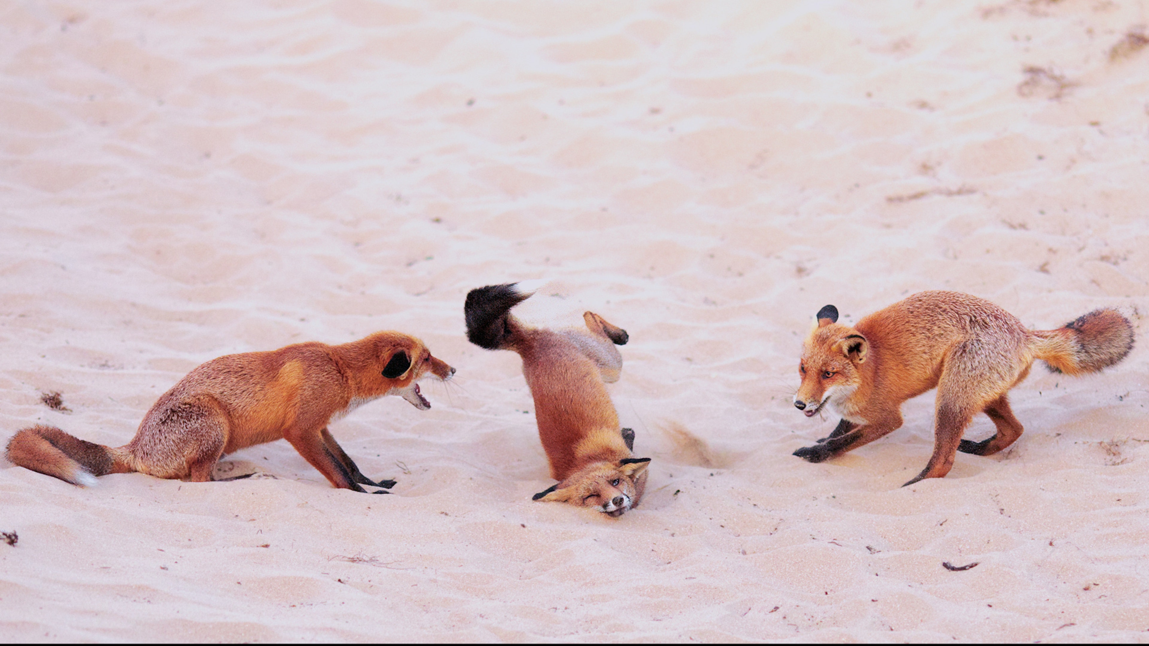 The Funniest Wildlife Photos Of 2025 Are Revealed