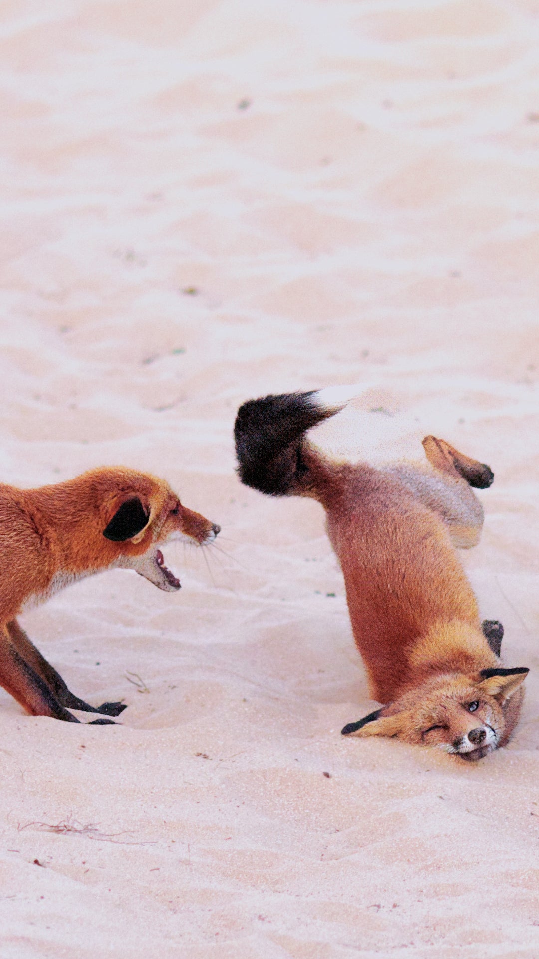 The Funniest Wildlife Photos Of 2025 Are Revealed