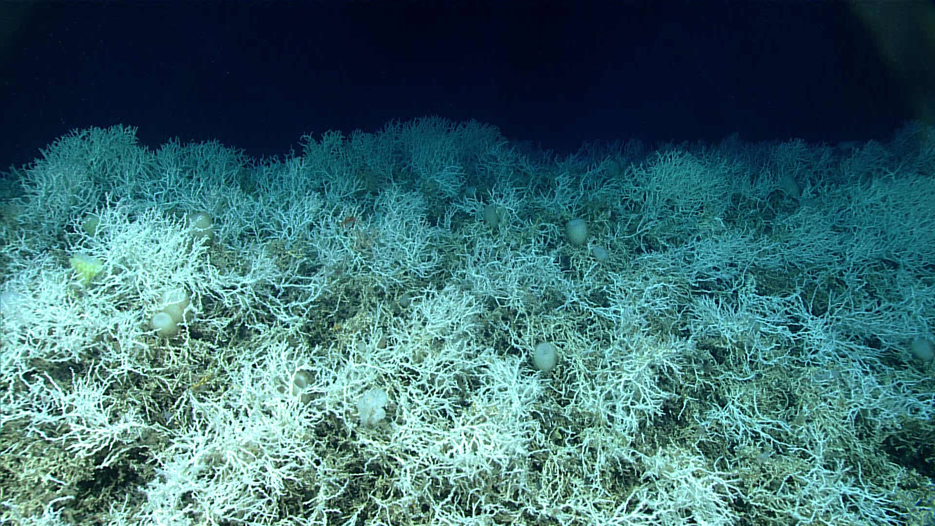 Researchers Map Largest Deep Sea Coral Reef Ever Found