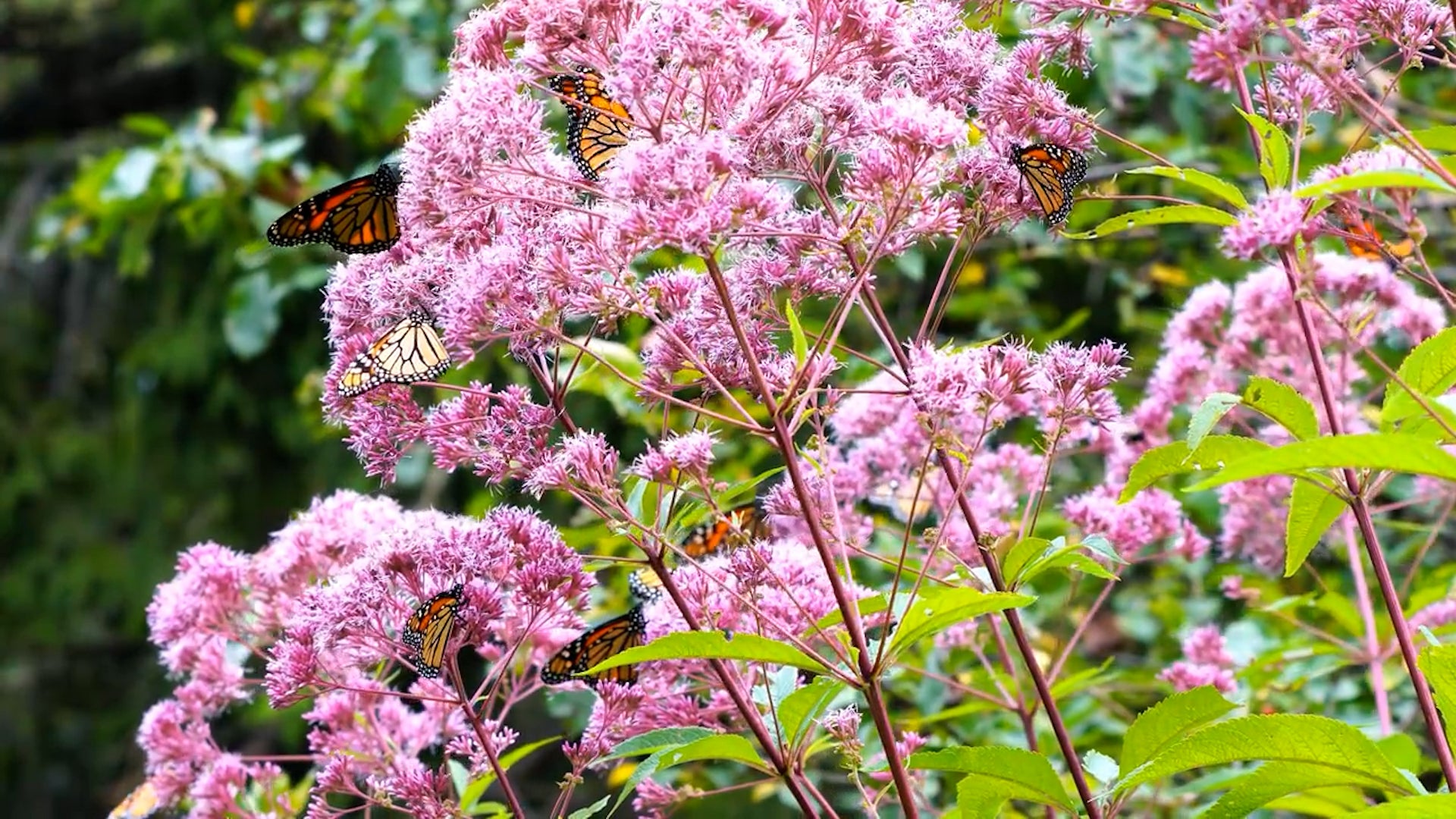 Gardening With Native Plants Will Save You Time, Effort, Money