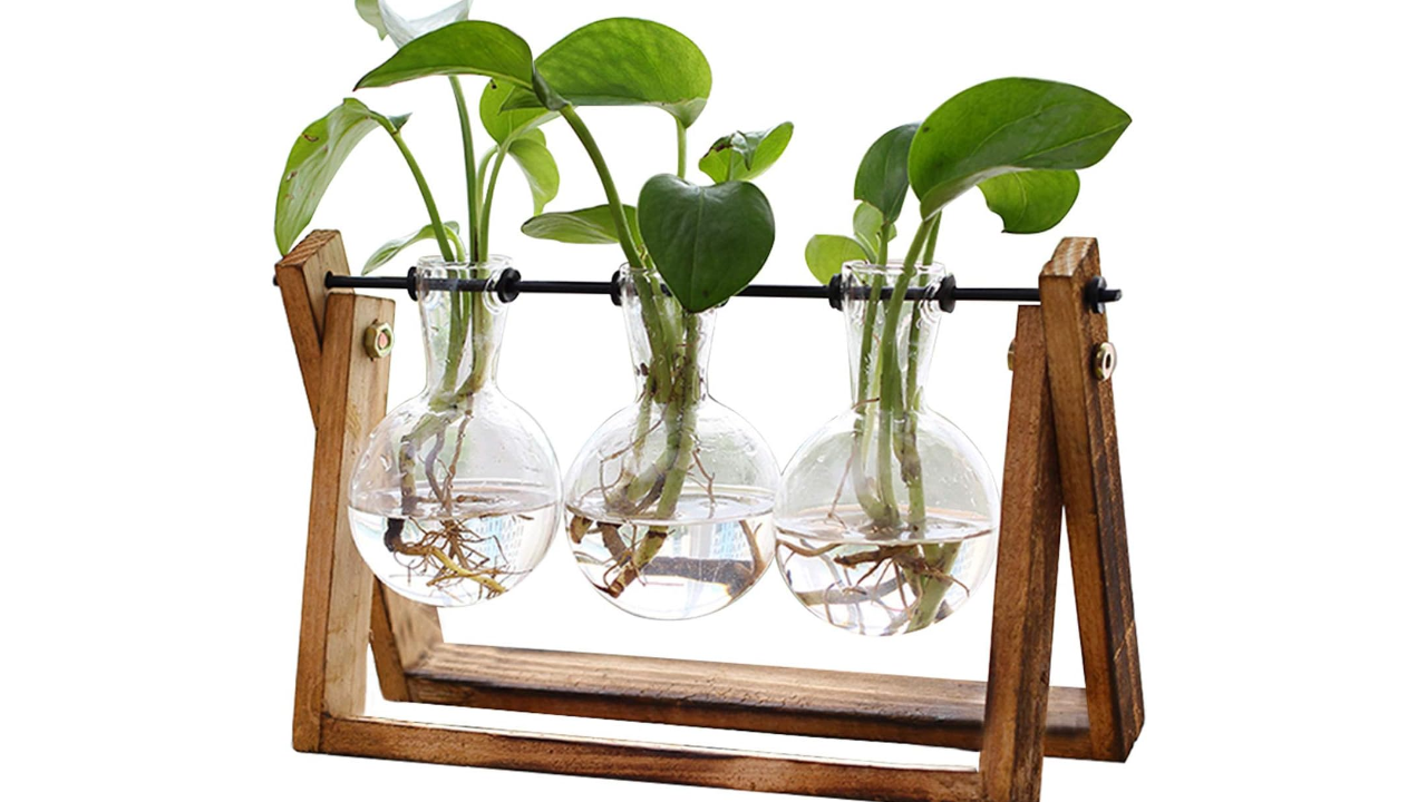 XXXFLOWER Plant Terrarium with Wooden Stand