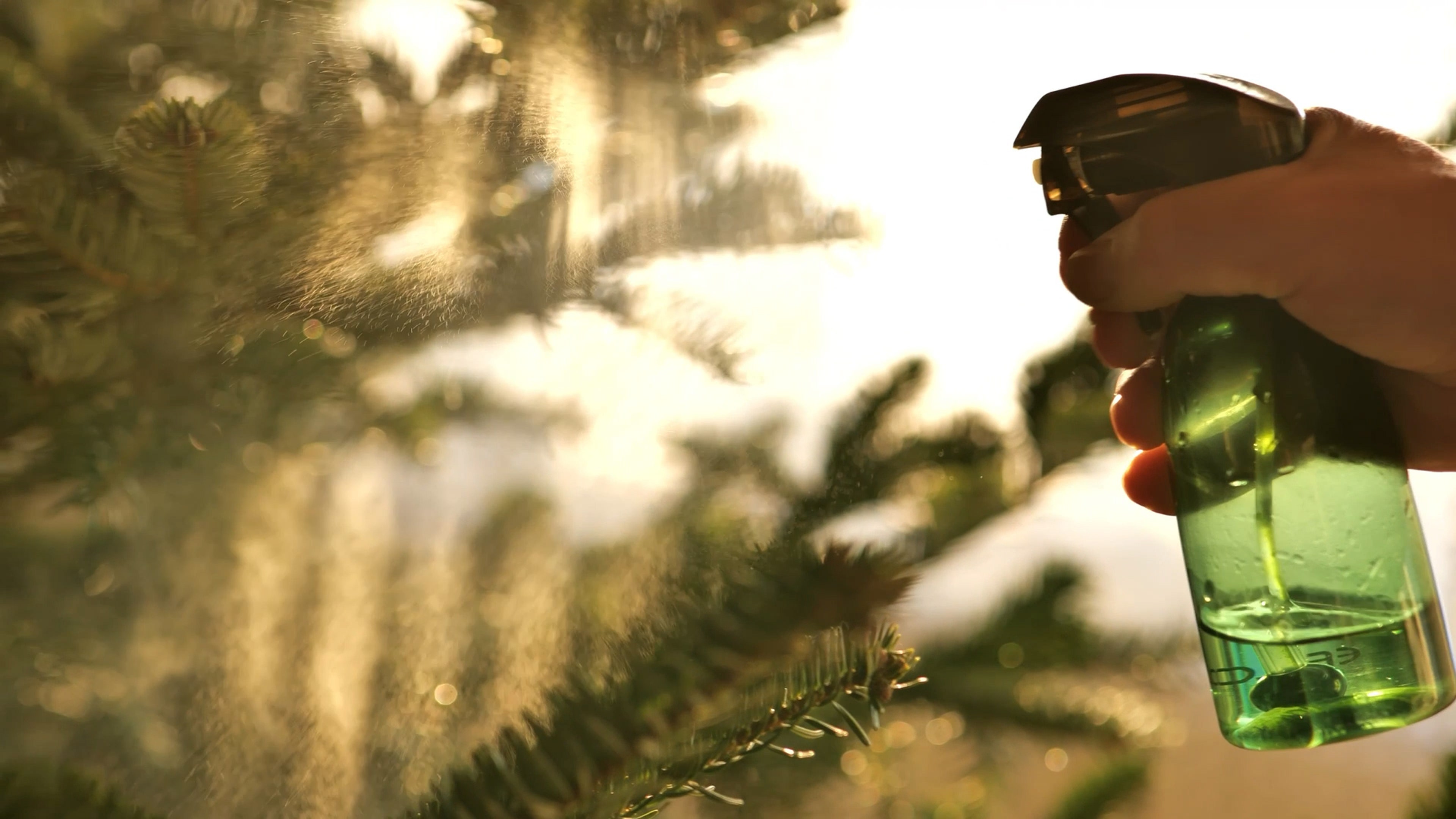 Christmas Tree Already Drying Out? Here’s How To Save It