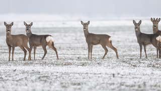 Zombie Deer Disease Affecting 24 U S States Videos From The Weather Channel Weather Com Zombie Deer Disease Affecting 24 U S States Videos From The Weather Channel Weather Com