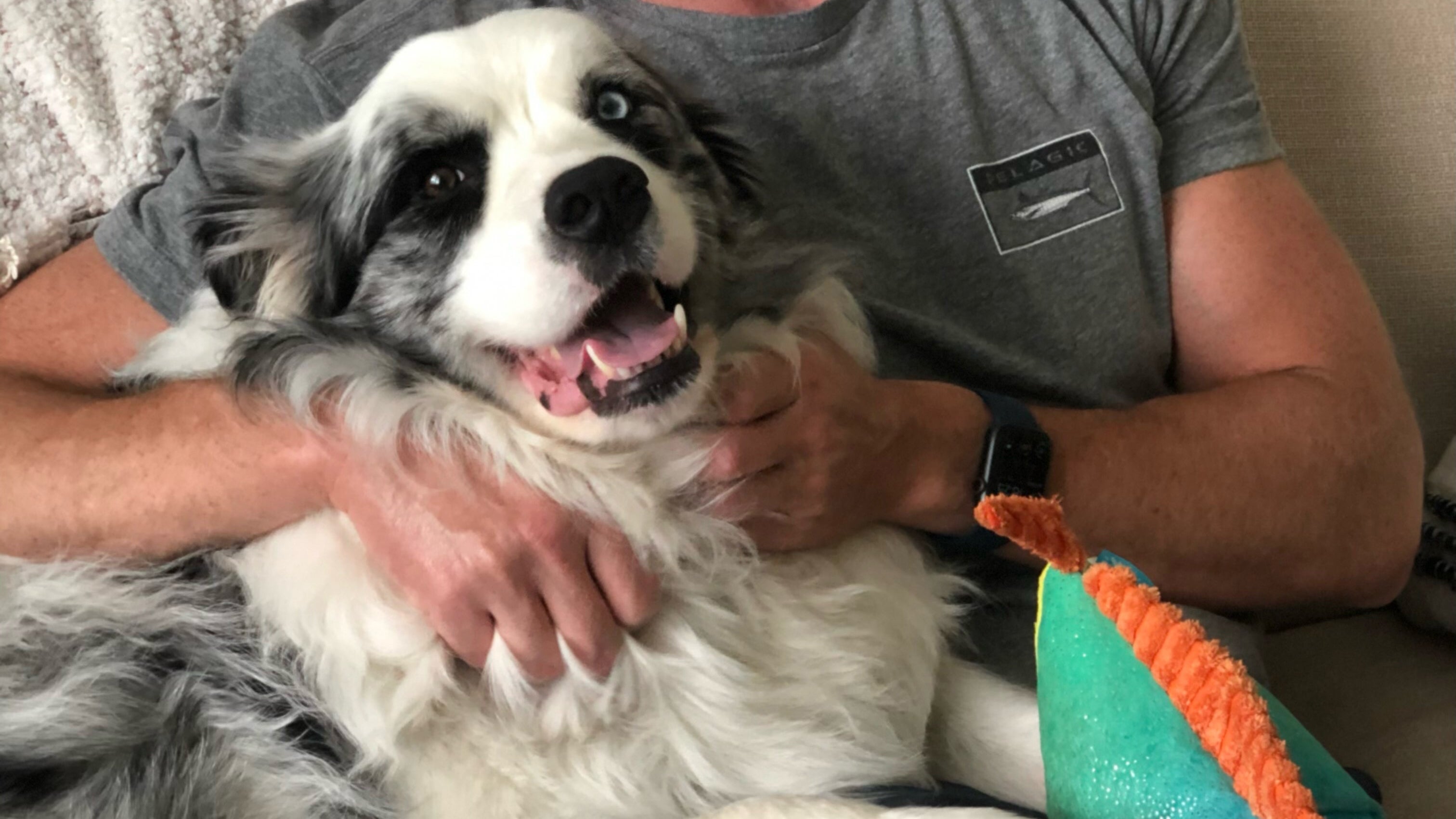 A happy black and white dog is seen sitting in a lap.