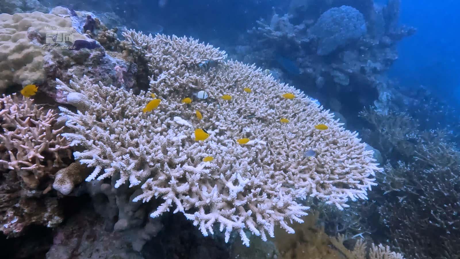 Noah’s Ark, A Coral Rescue First