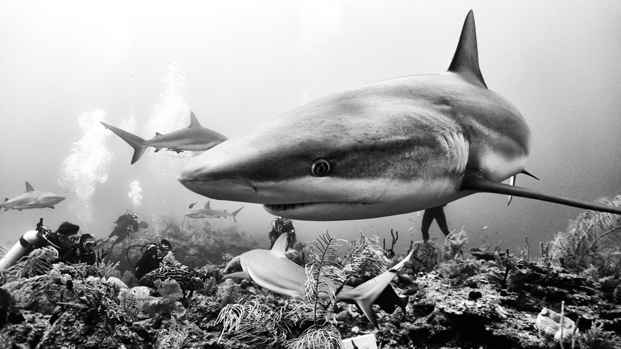 Diving with Sea Creatures Great and Small (PHOTOS)