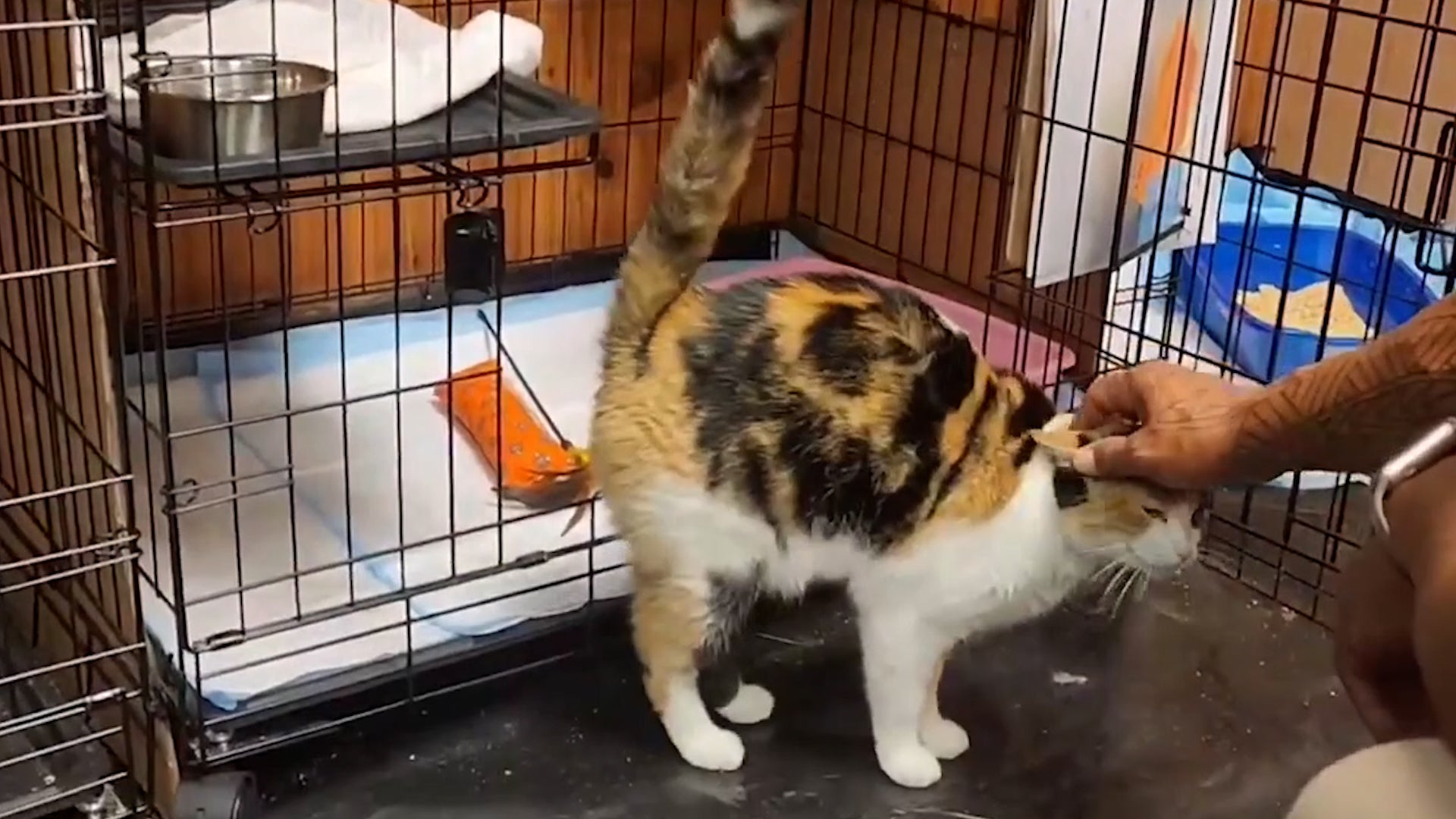 Lost Cat Reunited With Owner On Mainland After Maui Wildfire