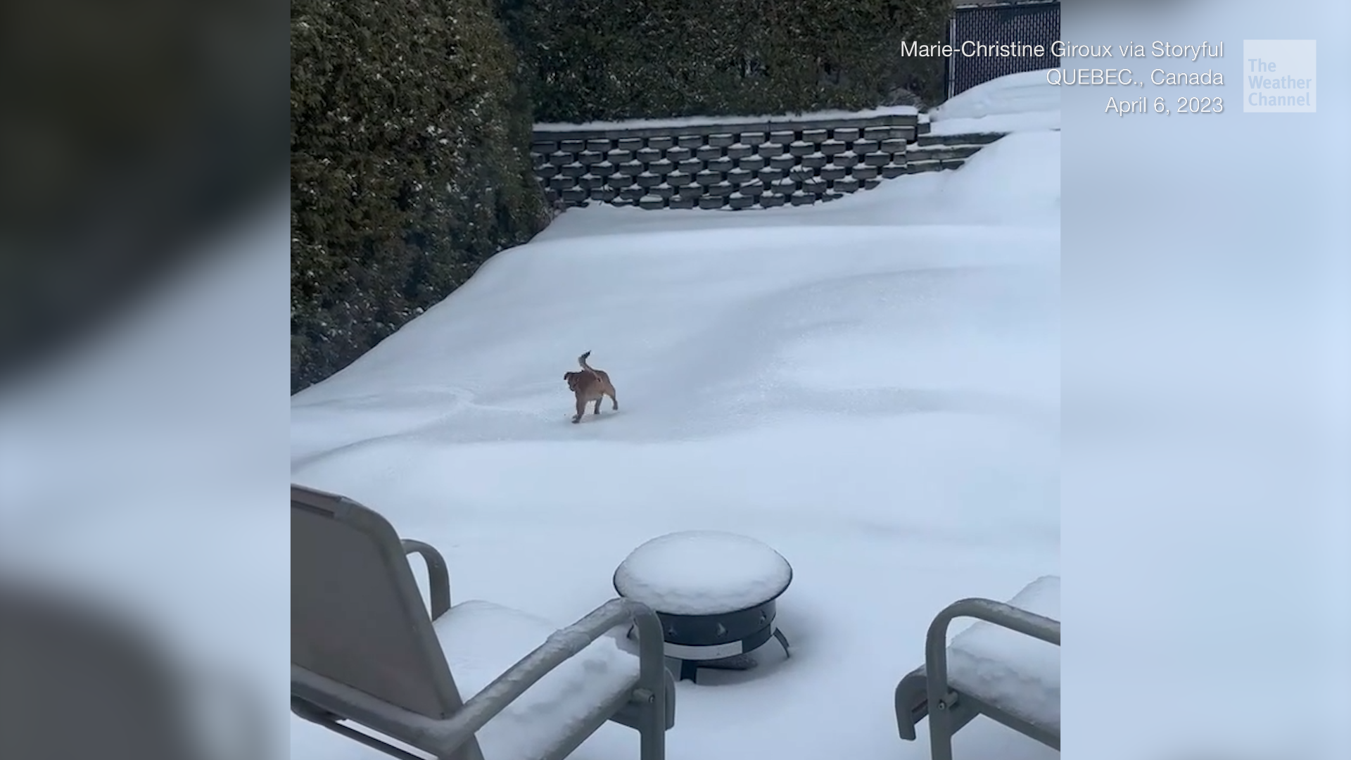Chihuahua Struggles In Quebec Ice Storm