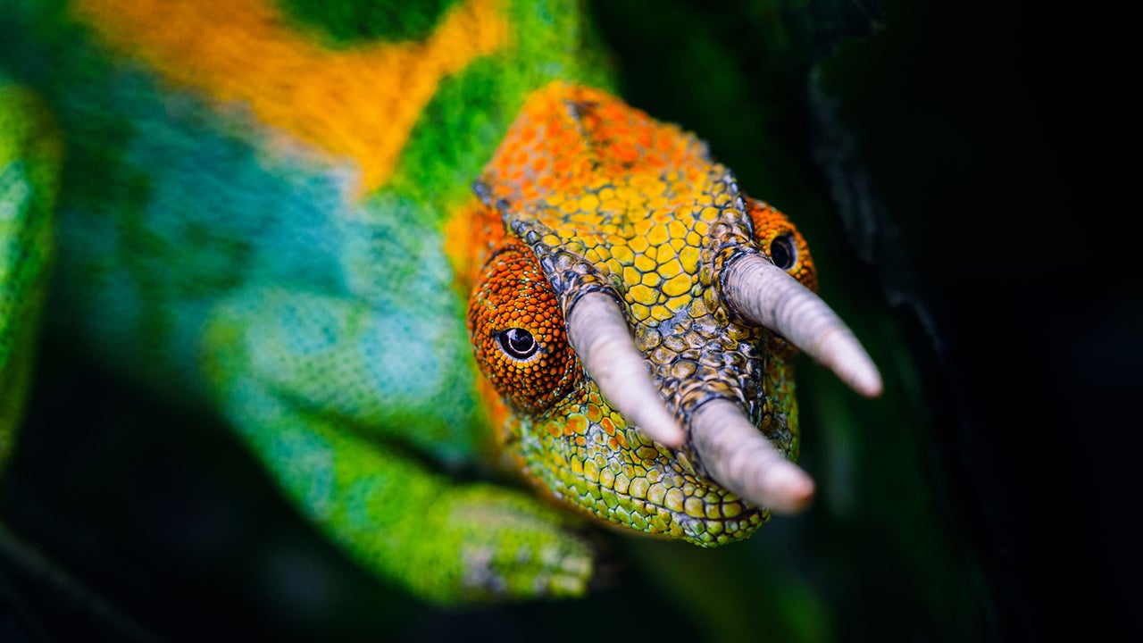 PHOTOS: Portraits of Ugandan Animals by Jonne Seijdel