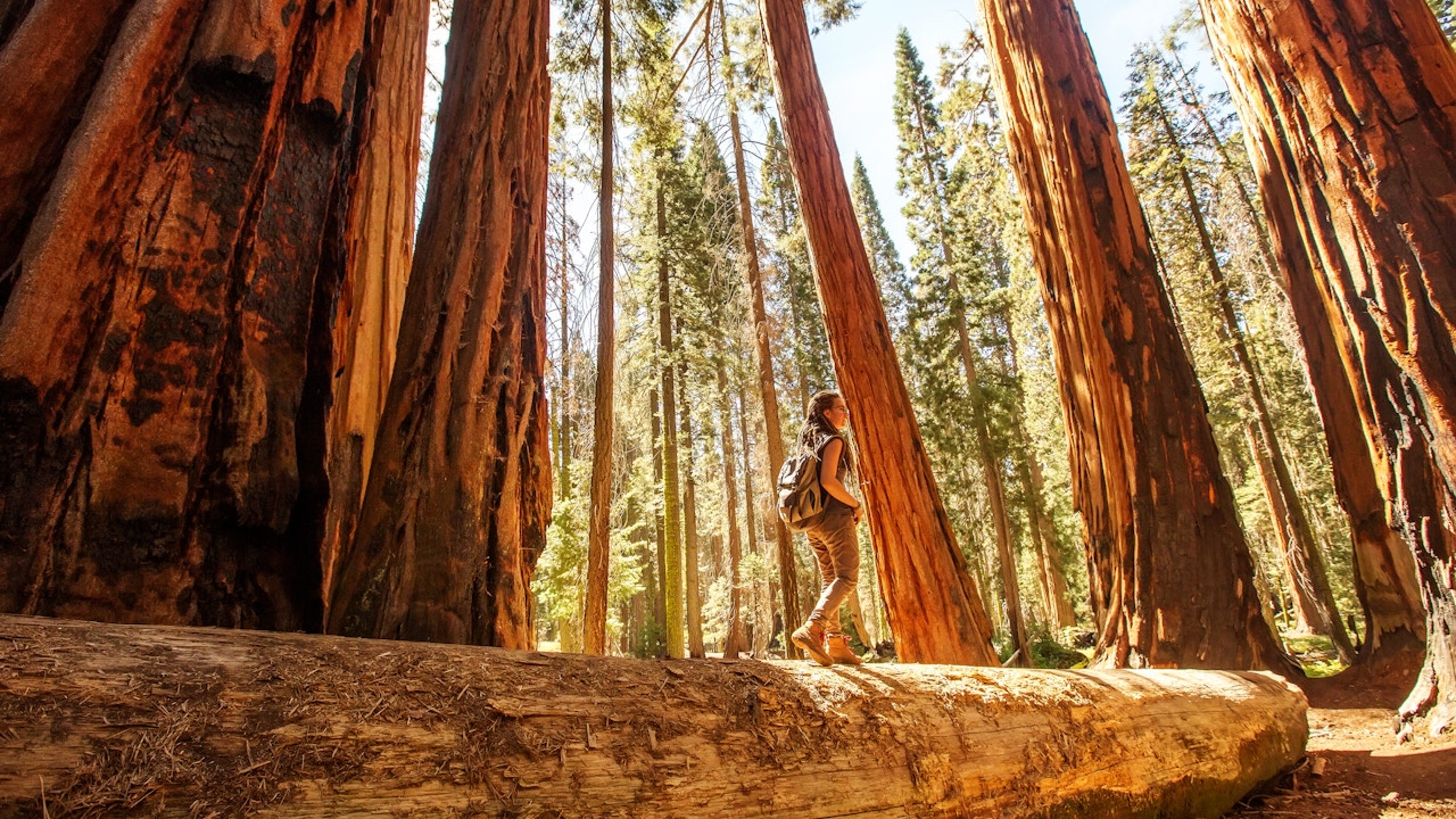 A First-time Guide To Sequoia National Park