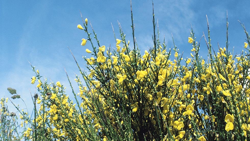 Late Summer Ragweed Season Could Be Worst Ever