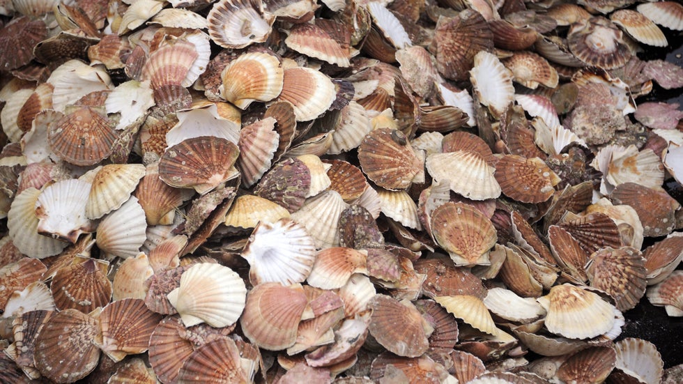 Millions of Scallops Dead Due to Ocean Acidification The Weather Channel