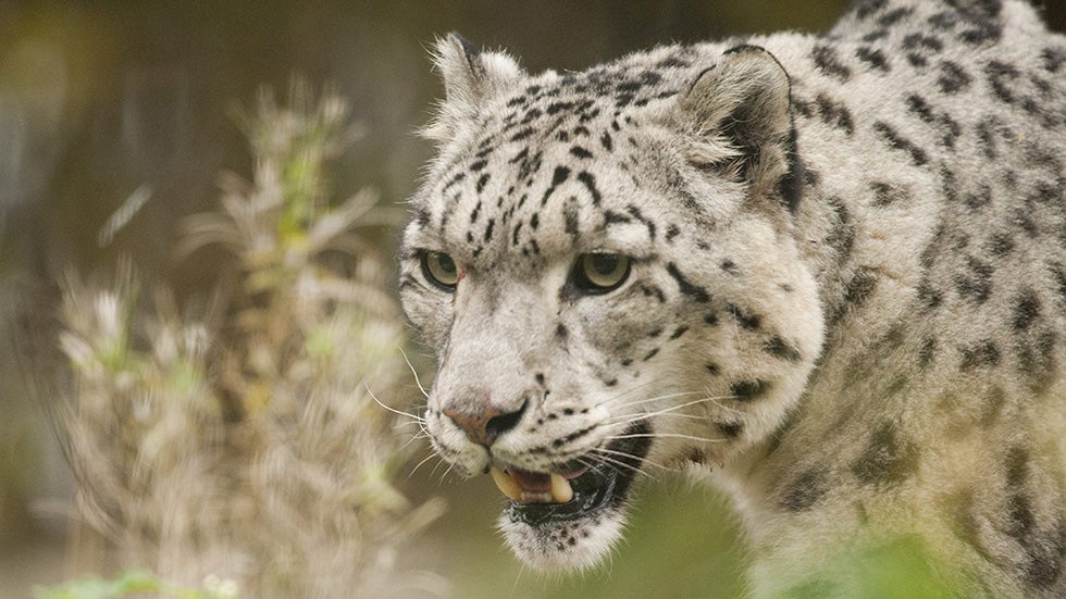 Fossil of Oldest Big Cat Discovered in Tibet | The Weather Channel