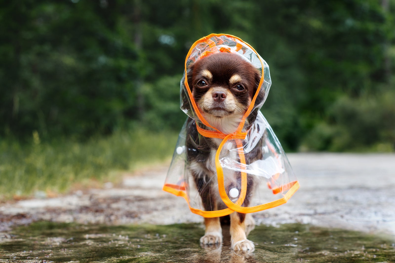 Ask A Met: Why Do We Say 'Raining Cats And Dogs?'