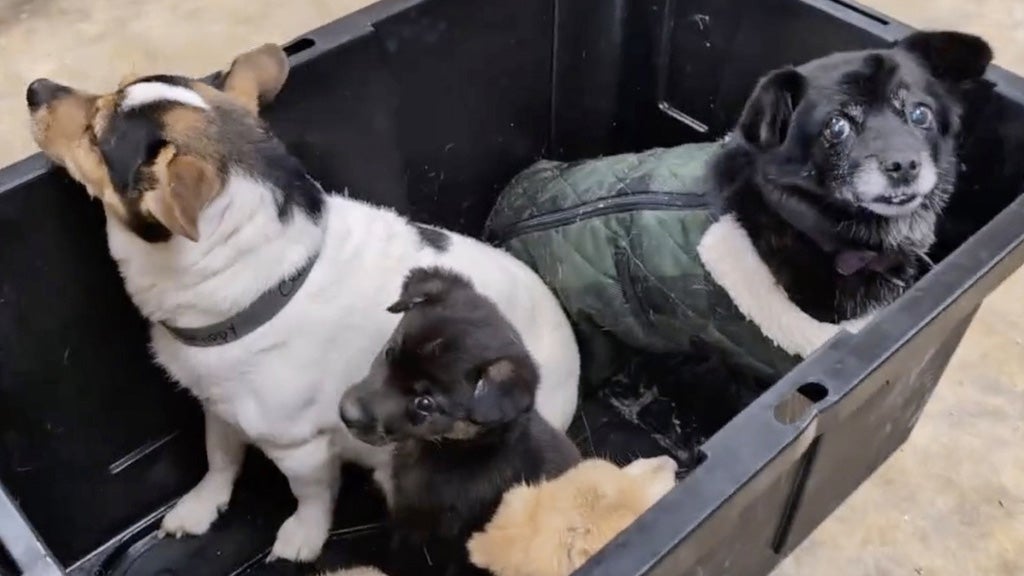 The Other Alaska Airlift: Volunteers Save Dogs From Flooded Village, 1 Tiny Plane At A Time