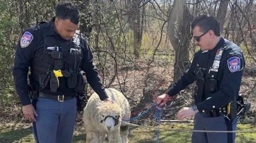Llama Drama In New York | Weather.com