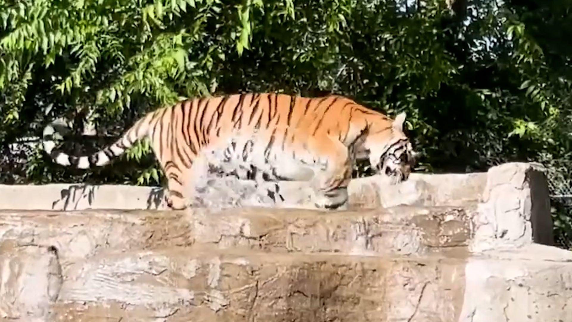 Rescue Animal Athletes Dominate Olympic Sports