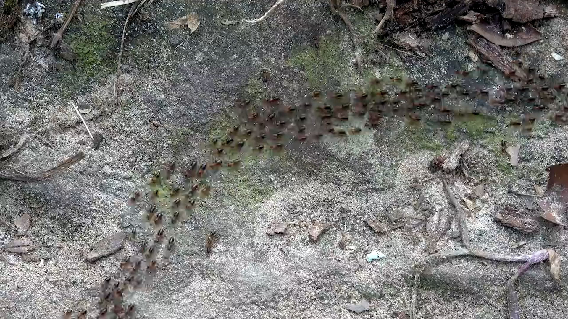 Ant Invasion? Blame Summer Weather