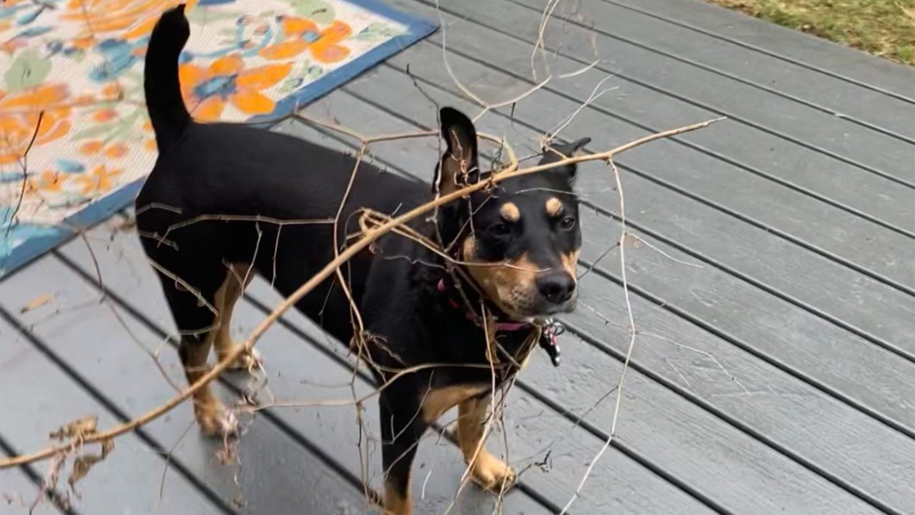 a dog with a bunch of sticks