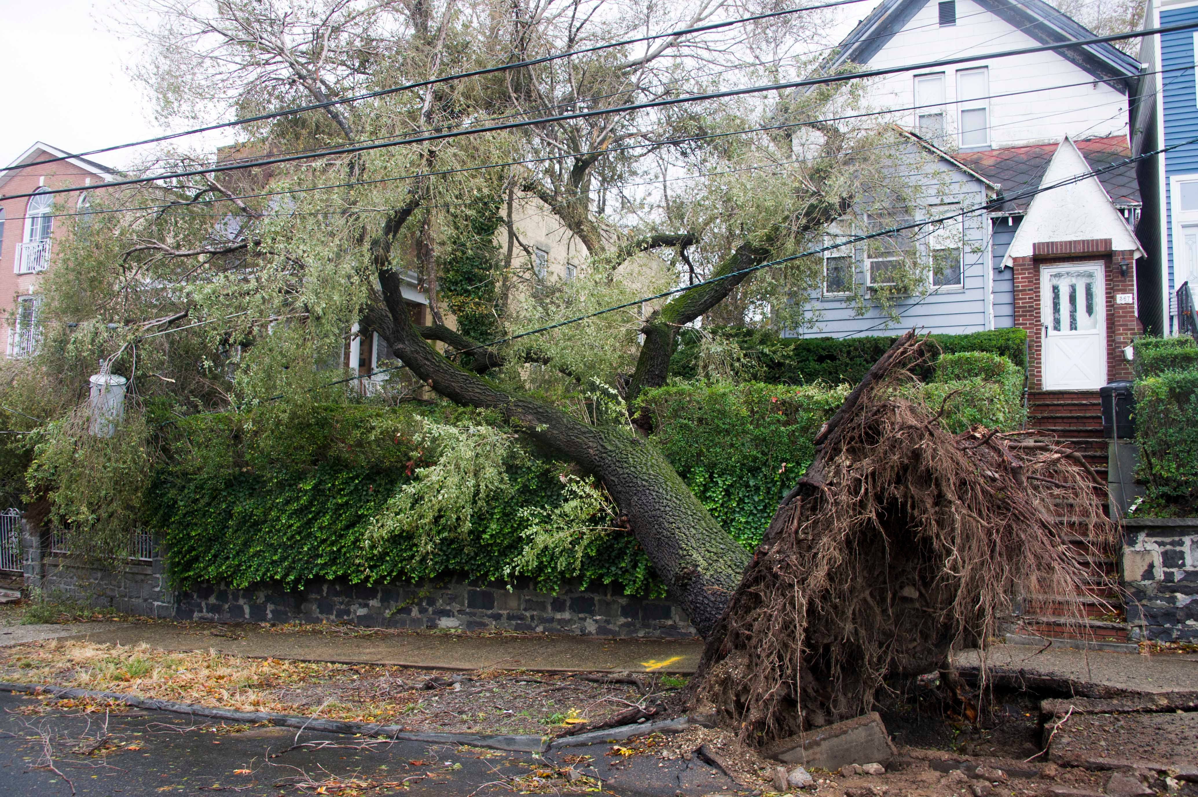 Sandy Uprooted Trees by the Thousands