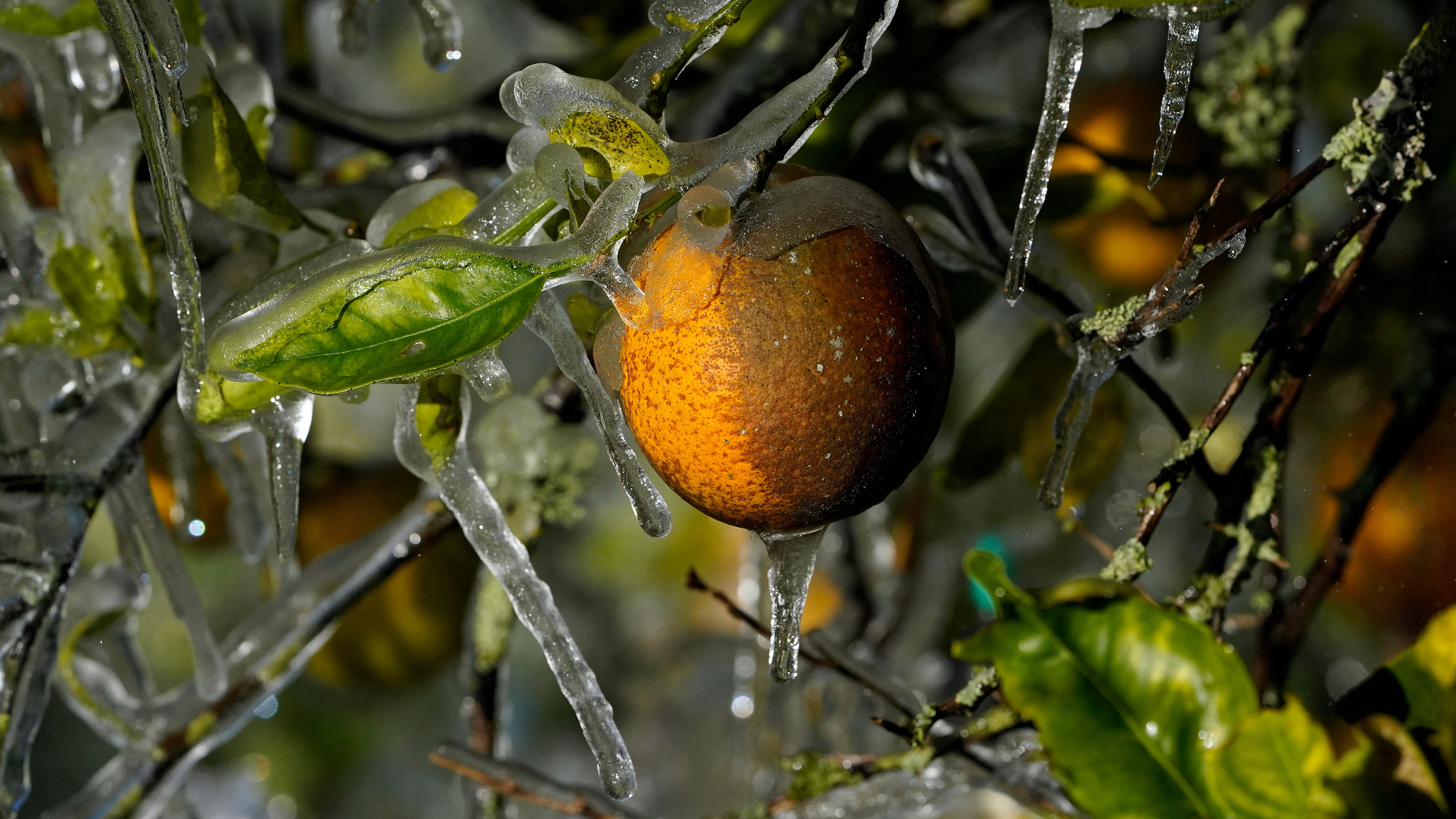 Frigid Florida Cold Fruit Farmers Work to Save Crops, Tourists Bundle